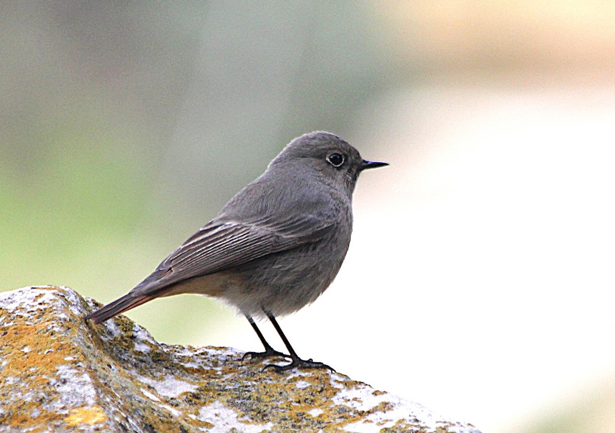 Black Redstart - ML647429417