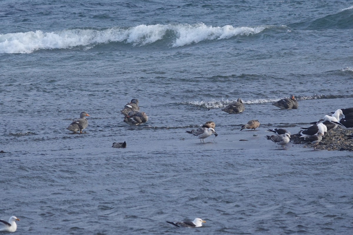 オオフナガモ - ML647429418