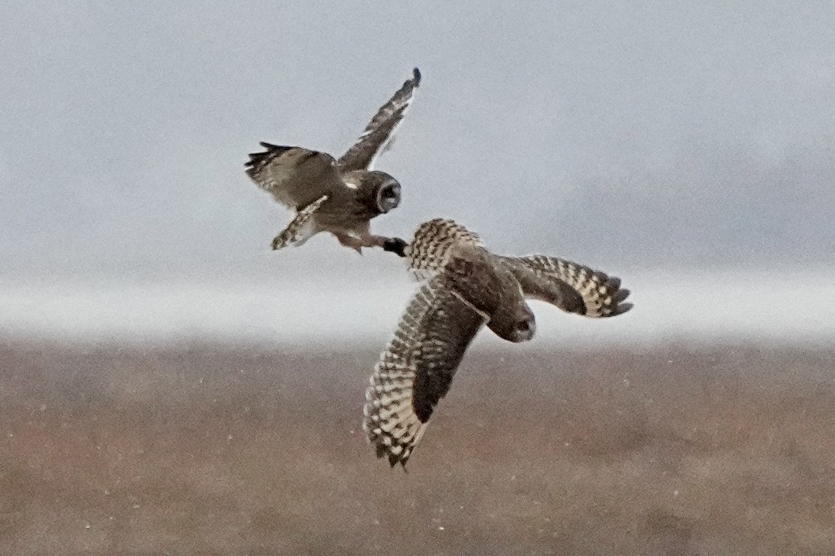 Short-eared Owl - ML647429420