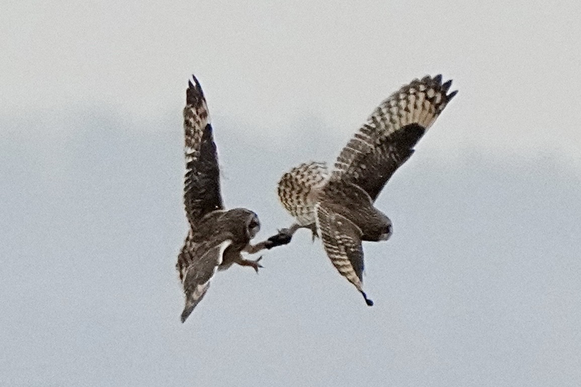 Short-eared Owl - ML647429421