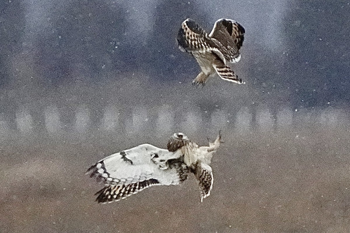 Short-eared Owl - ML647429422