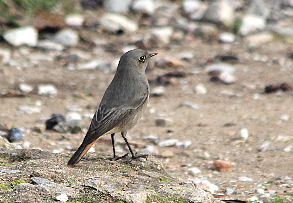 Black Redstart - ML647429424