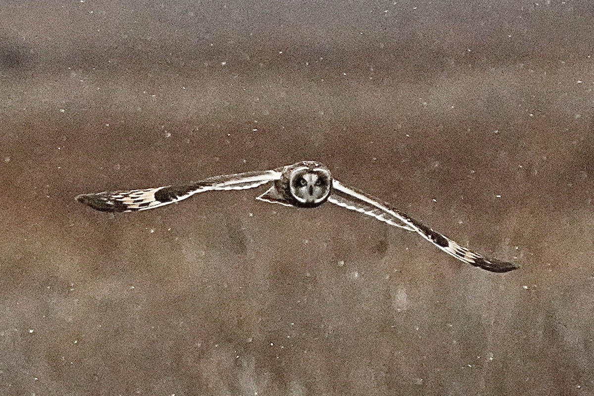 Short-eared Owl - ML647429429