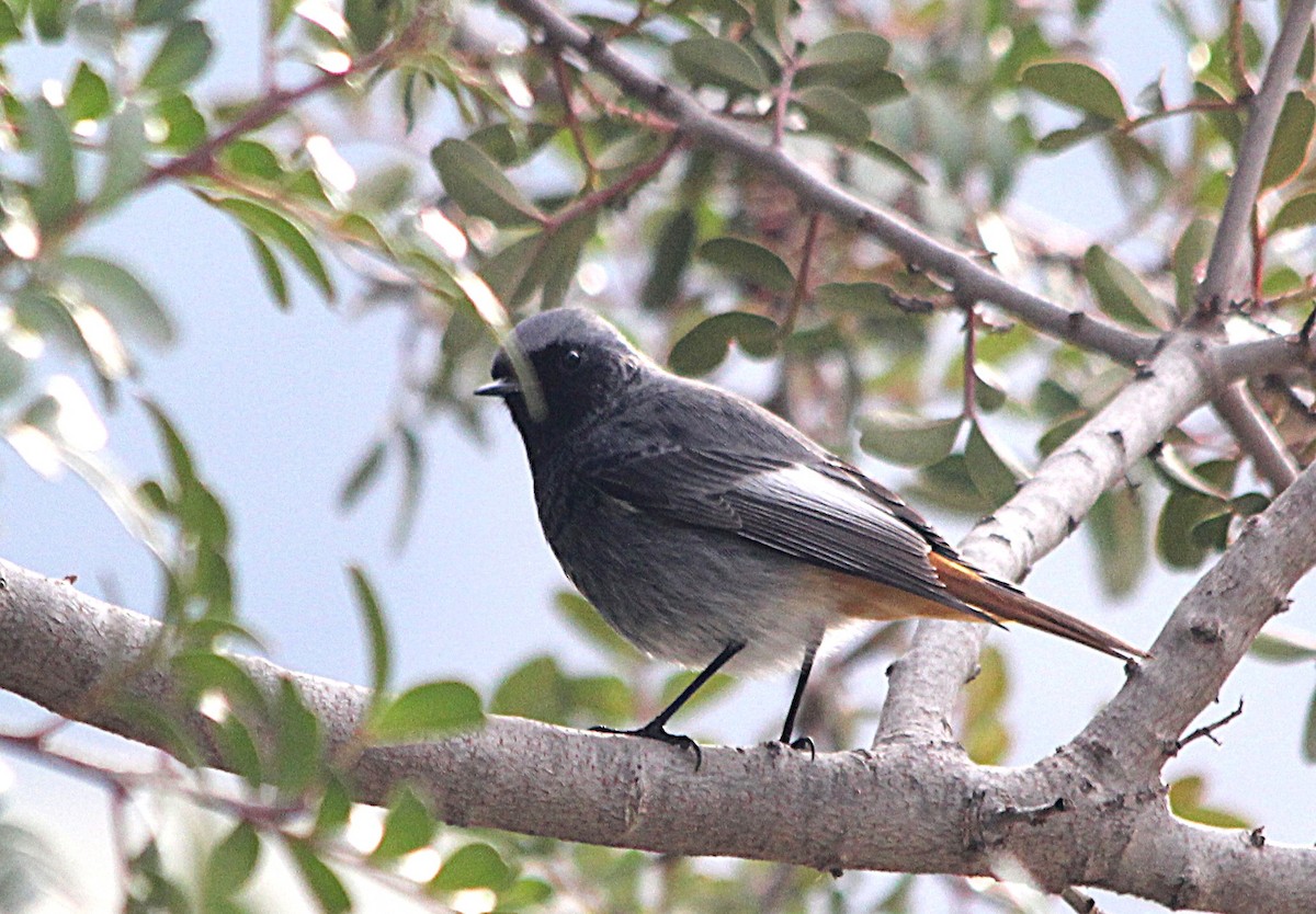 赭紅尾鴝 - ML647429433