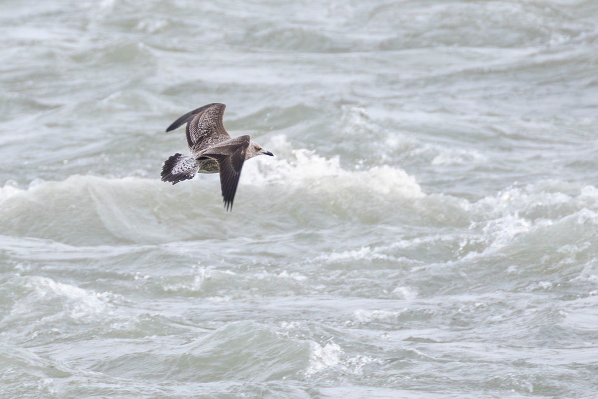 Lesser Black-backed Gull - ML647429436