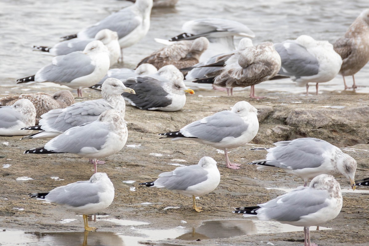 Lesser Black-backed Gull - ML647429438