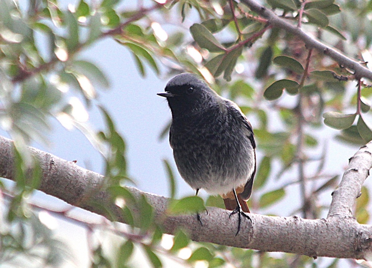 赭紅尾鴝 - ML647429445