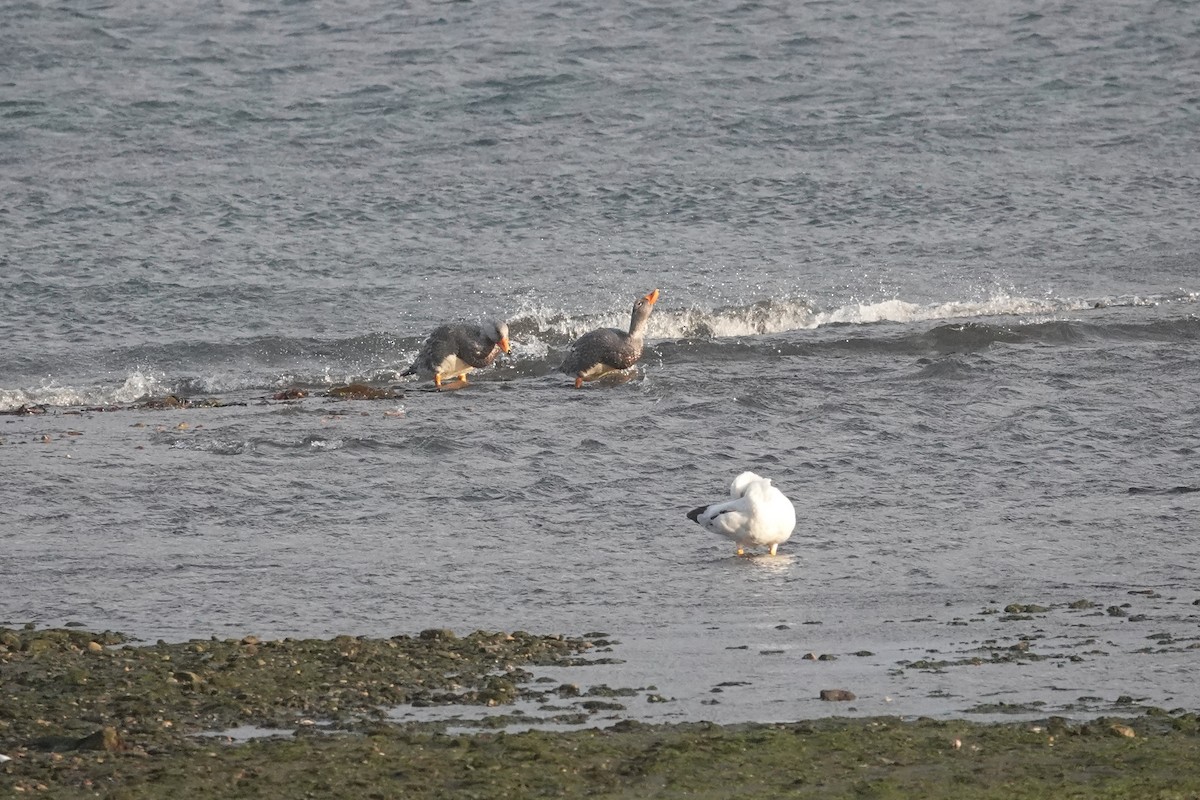 オオフナガモ - ML647429451