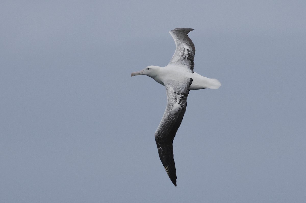 Southern Royal Albatross - ML647429454