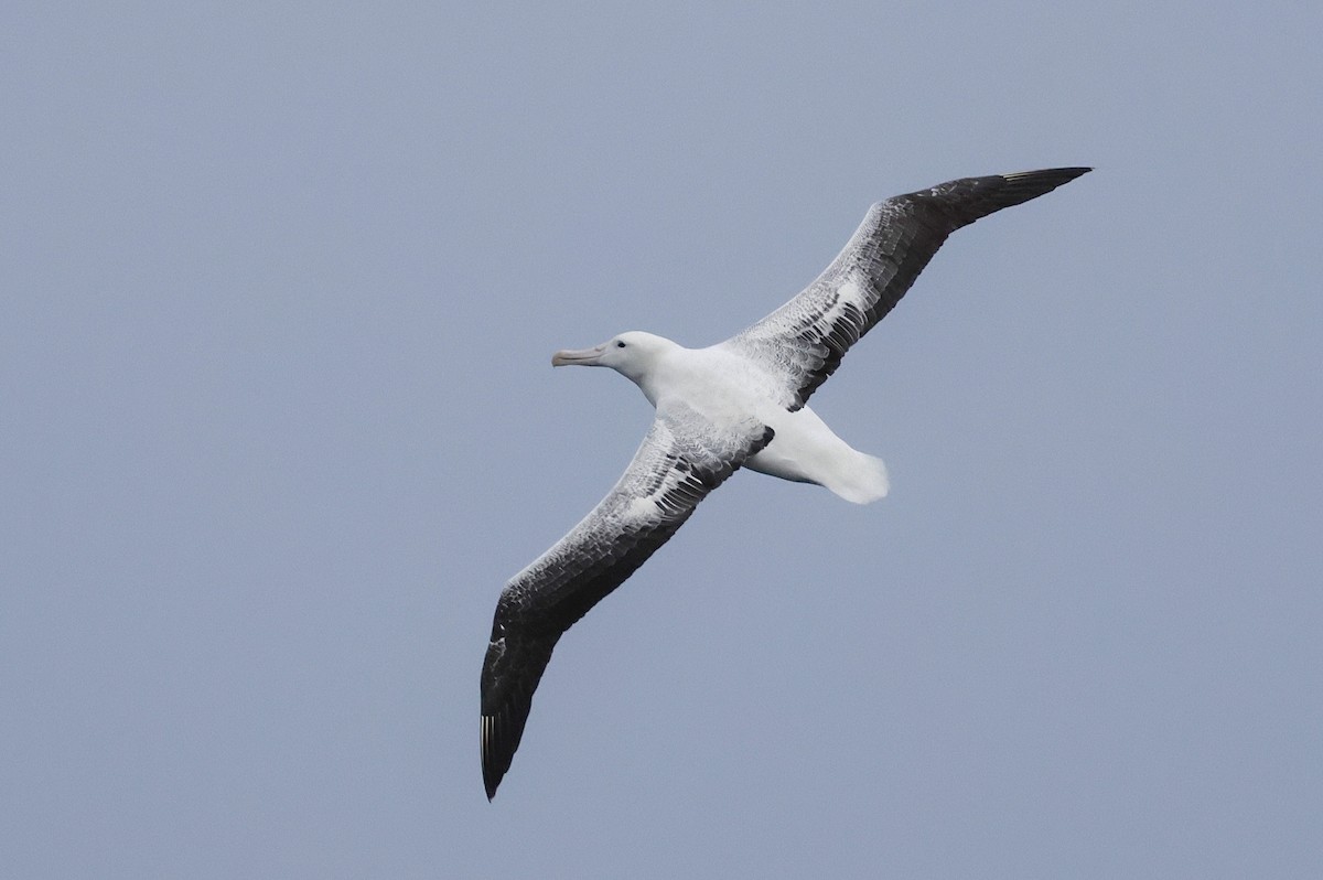 Southern Royal Albatross - ML647429455