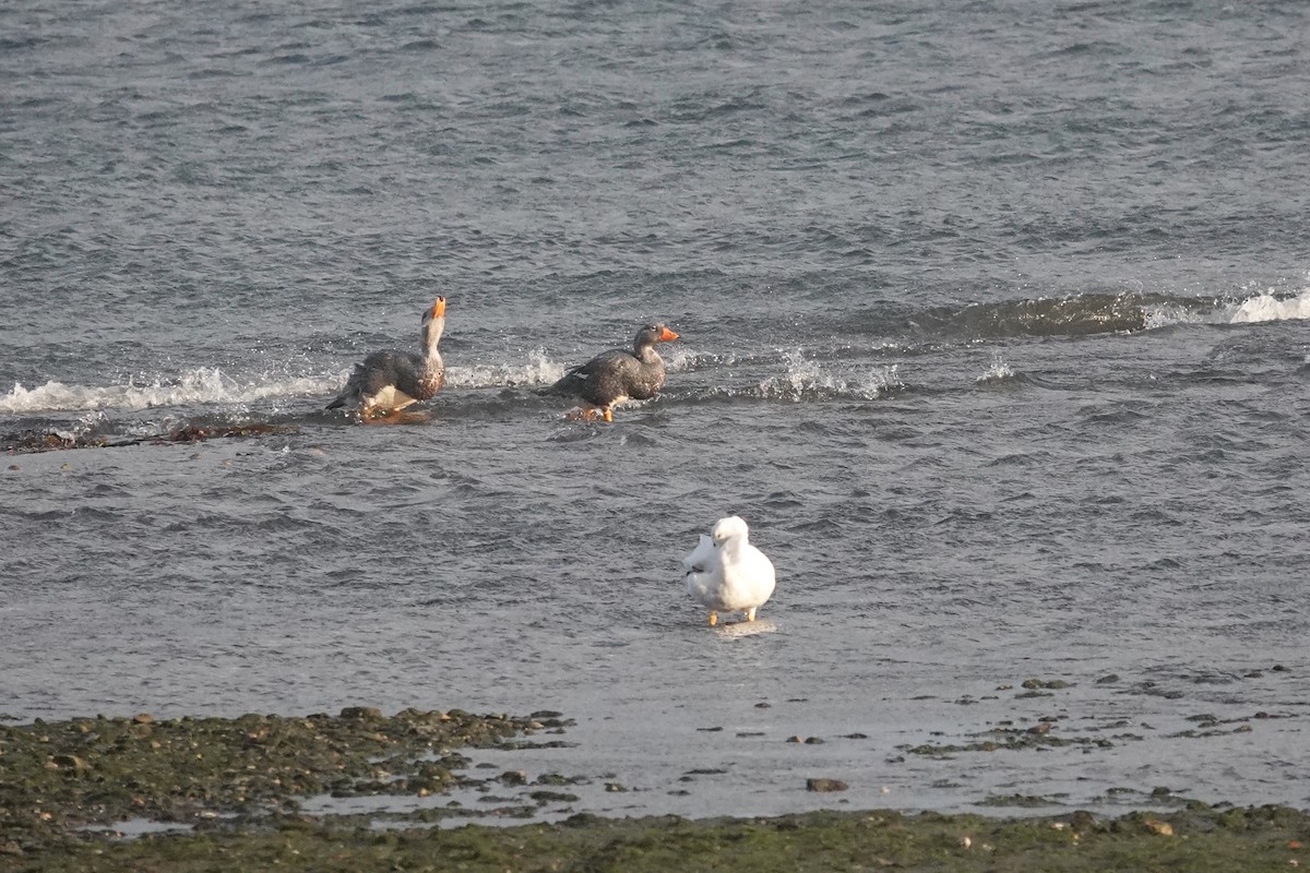 オオフナガモ - ML647429456