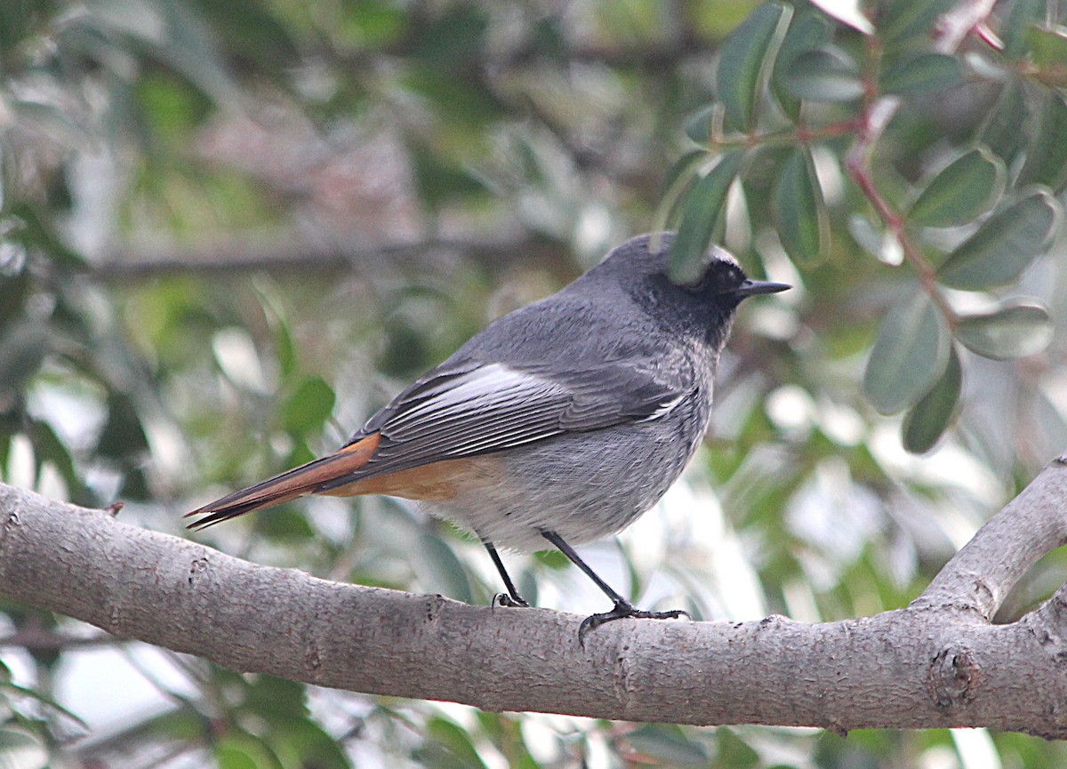 赭紅尾鴝 - ML647429457