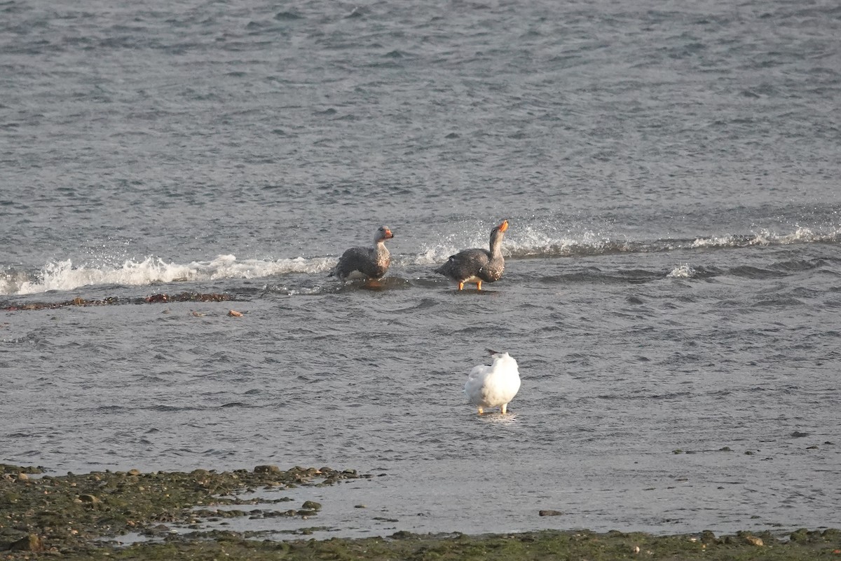 オオフナガモ - ML647429465