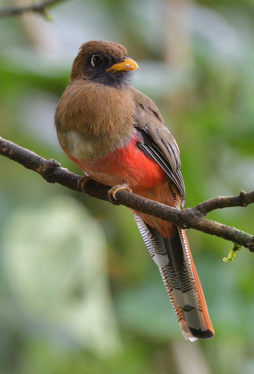 Maskeli Trogon - ML647429467