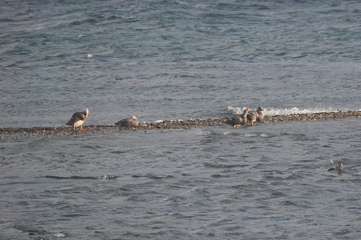 オオフナガモ - ML647429469