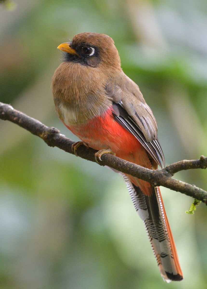 Maskeli Trogon - ML647429472