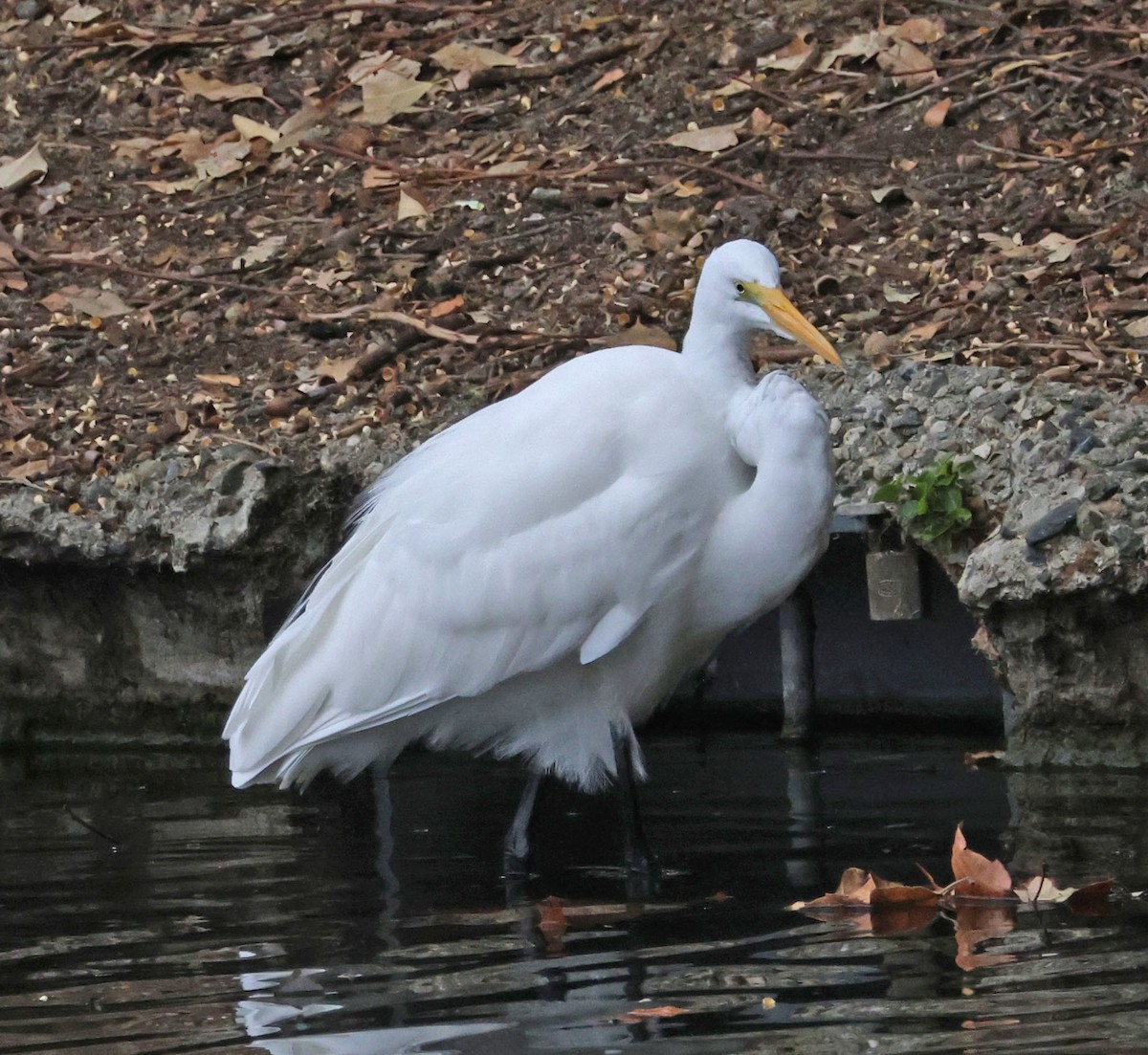 volavka bílá - ML647429476