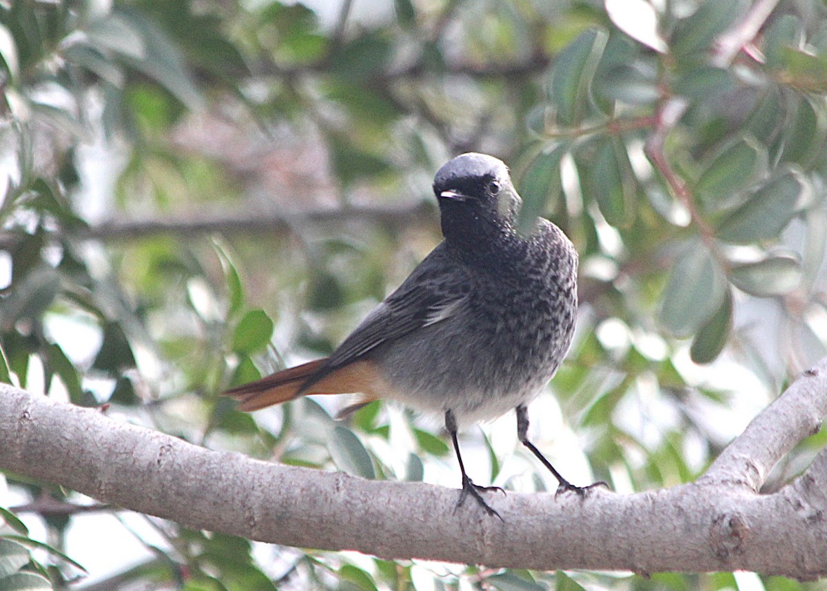 赭紅尾鴝 - ML647429479