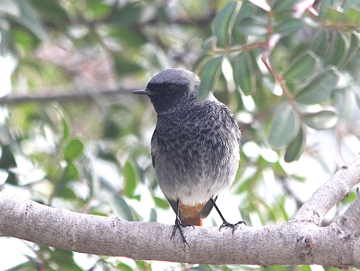 赭紅尾鴝 - ML647429490