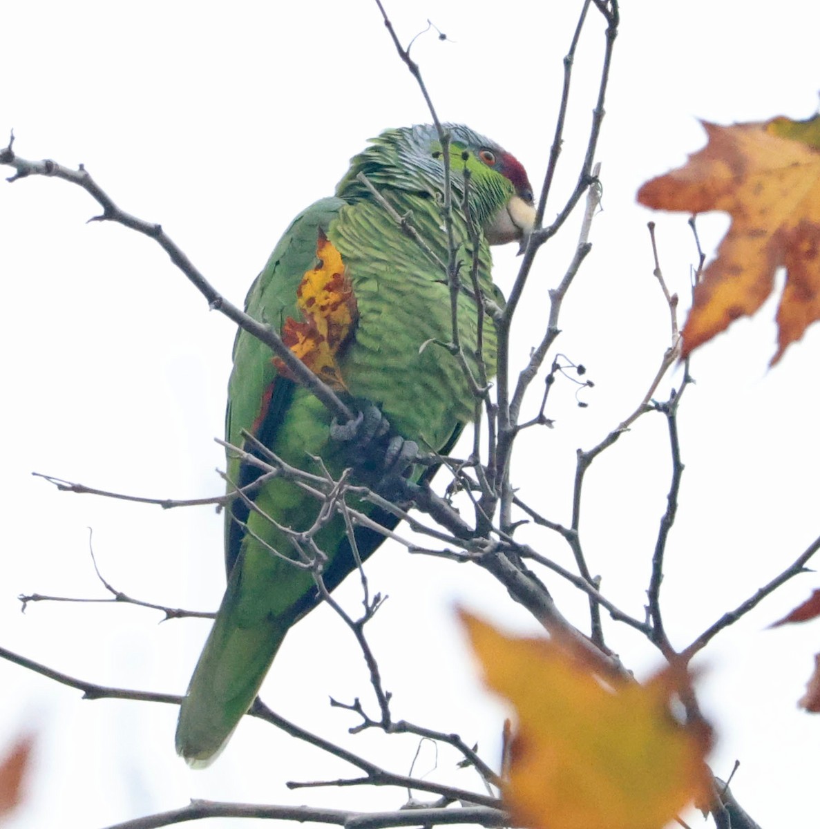 Lilac-crowned Amazon - ML647429499