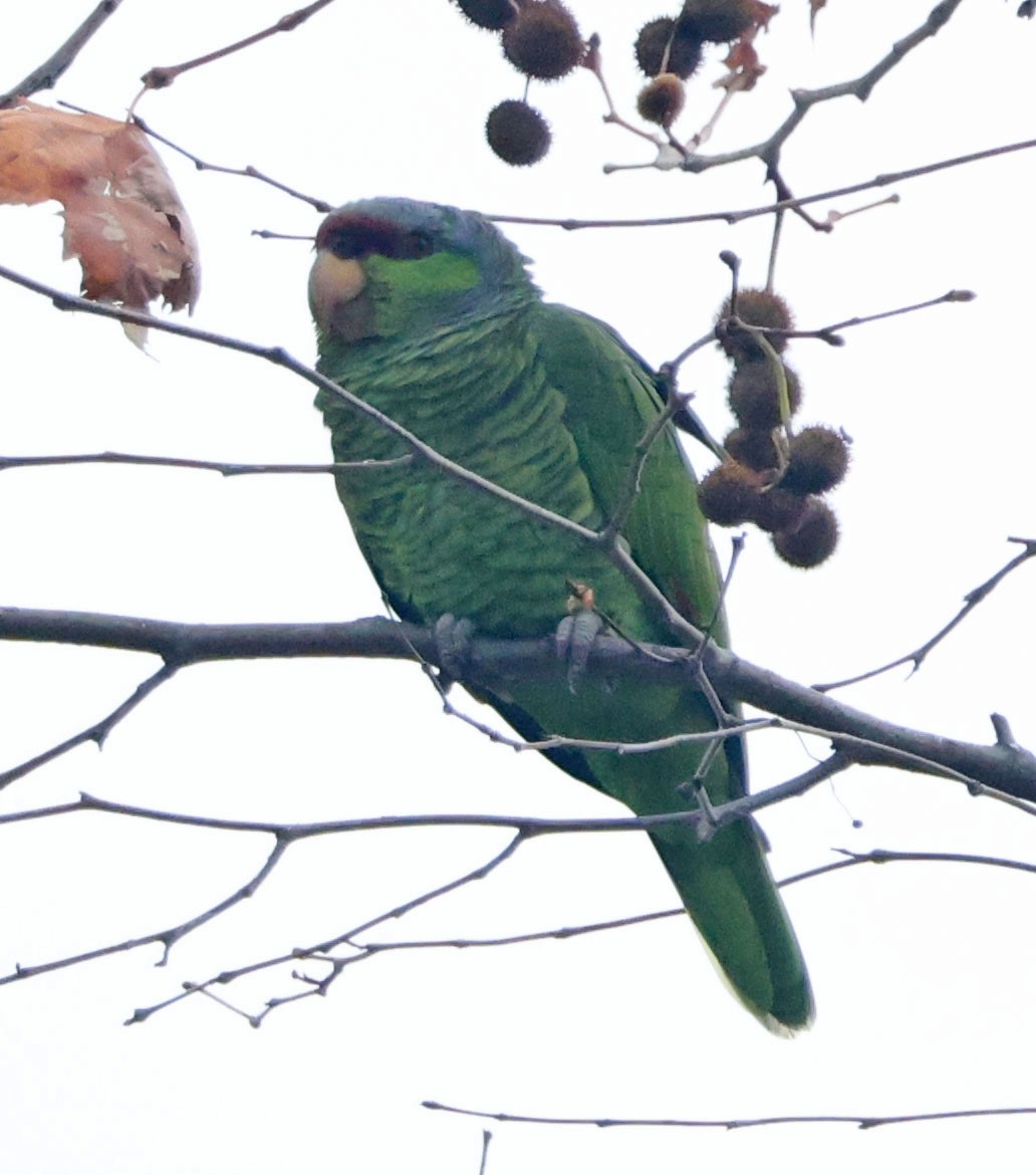 Lilac-crowned Amazon - ML647429500