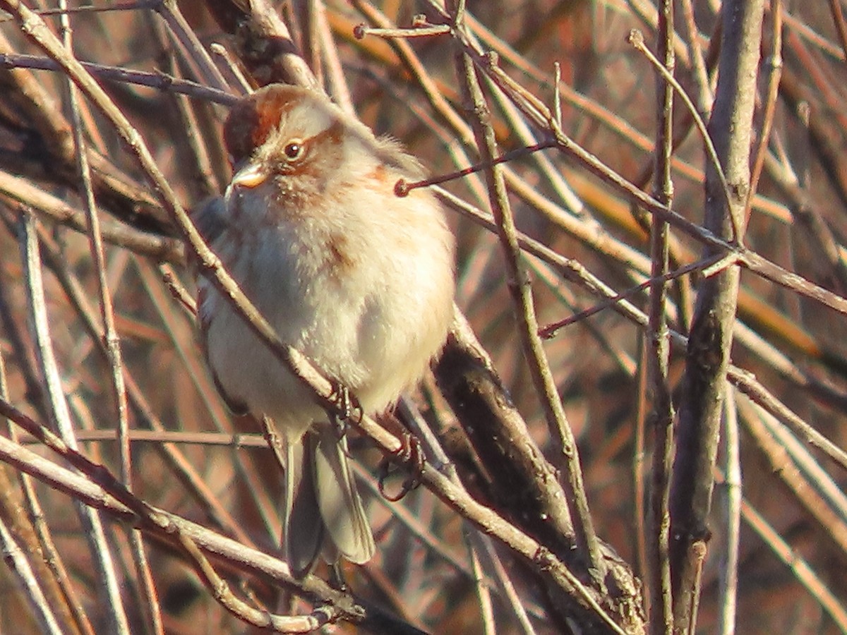 American Tree Sparrow - ML647429507