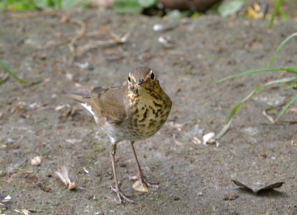 Bülbül Ardıcı - ML647429508