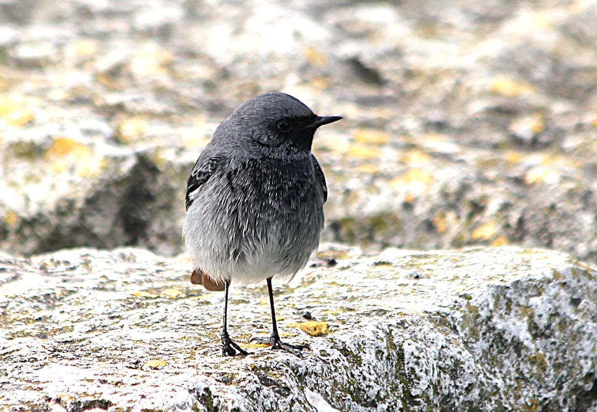 赭紅尾鴝 - ML647429514