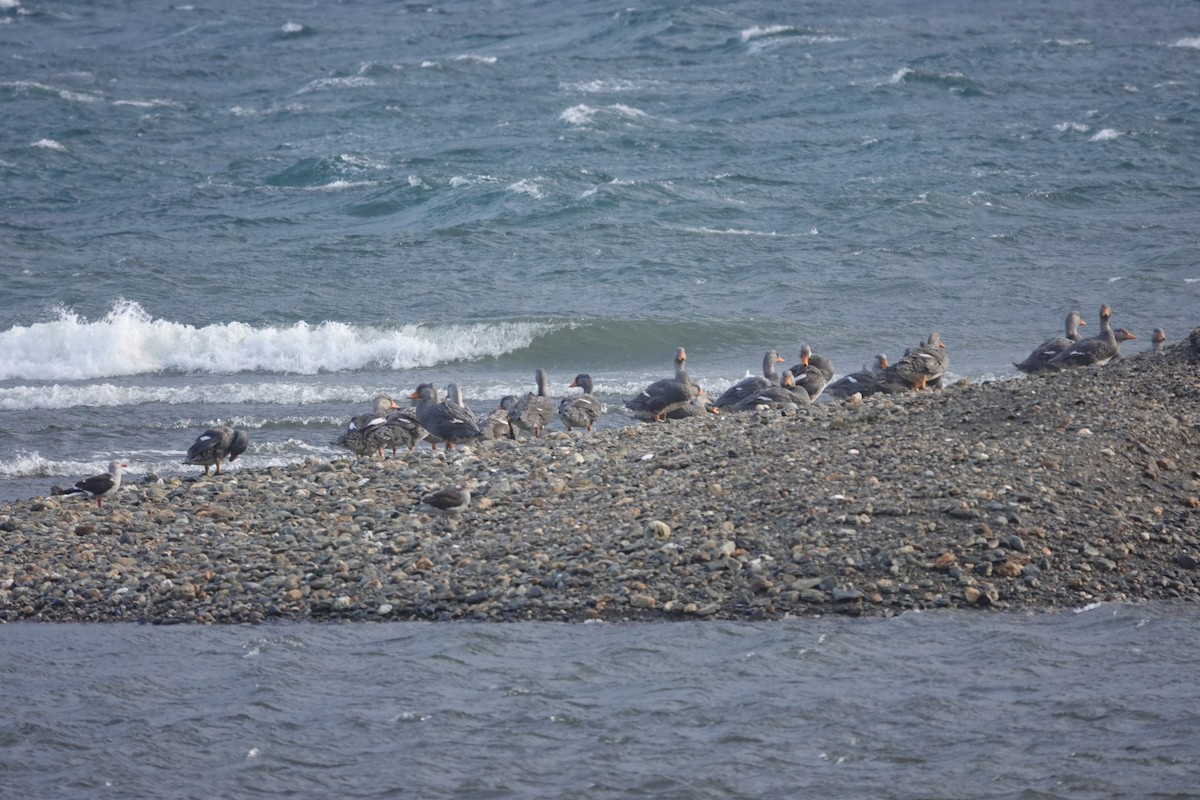 オオフナガモ - ML647429515