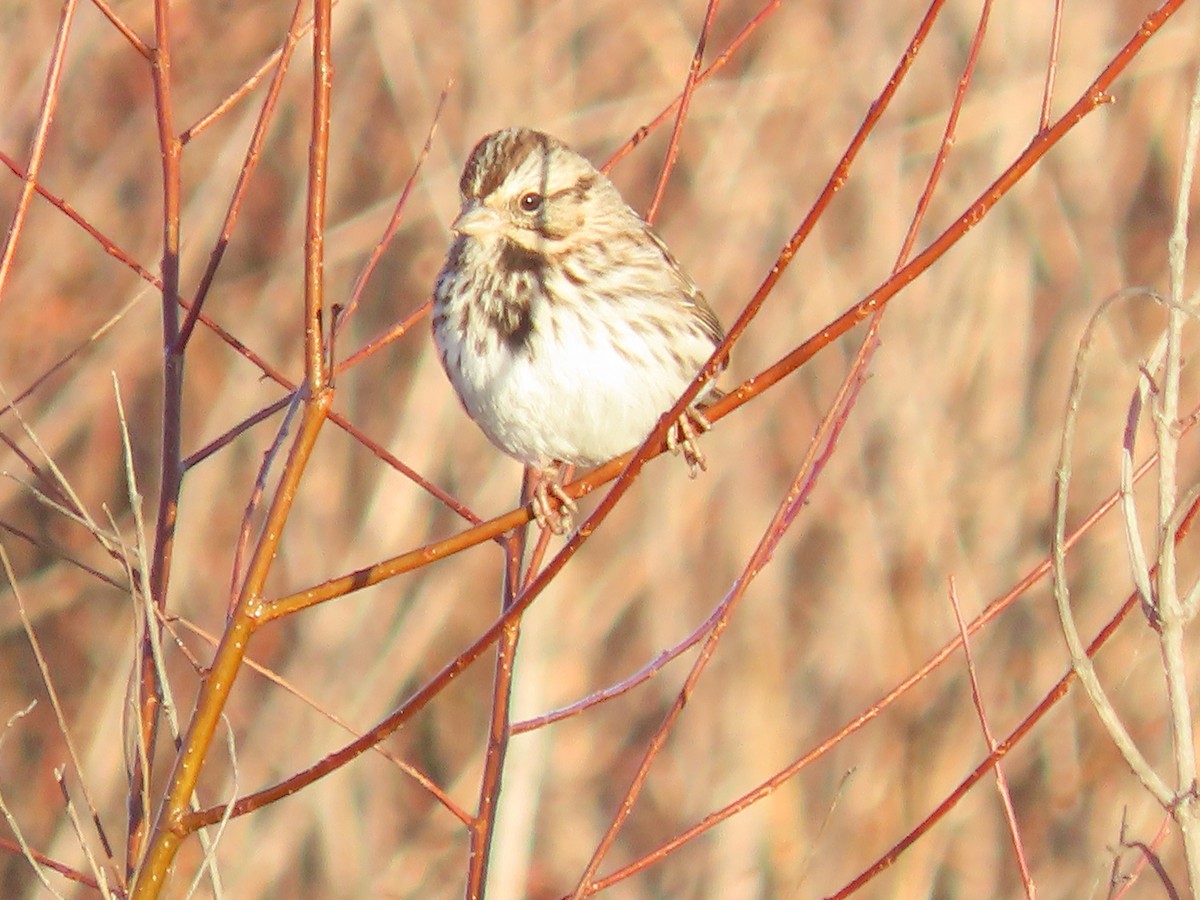 Song Sparrow - ML647429523