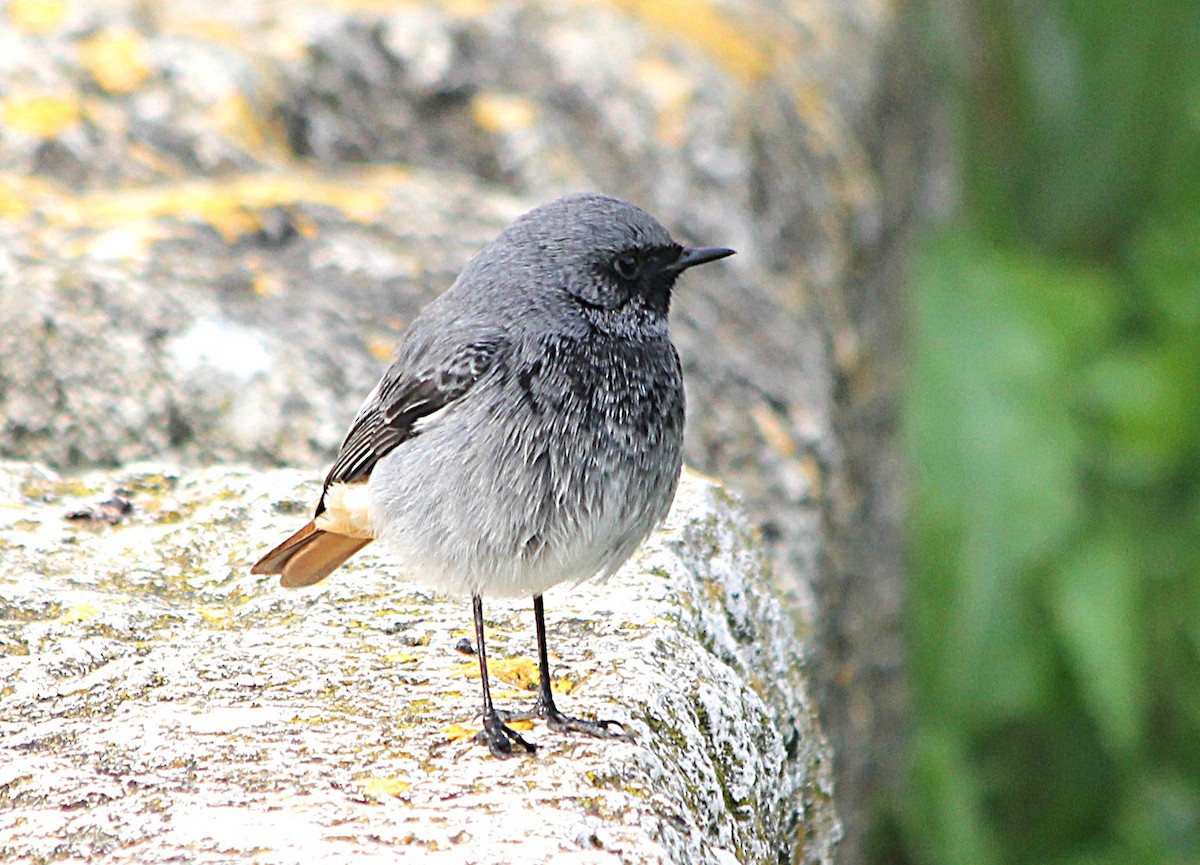 赭紅尾鴝 - ML647429525