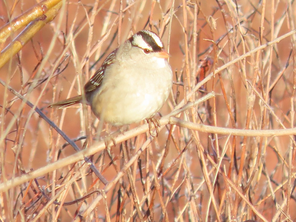 White-crowned Sparrow - ML647429530
