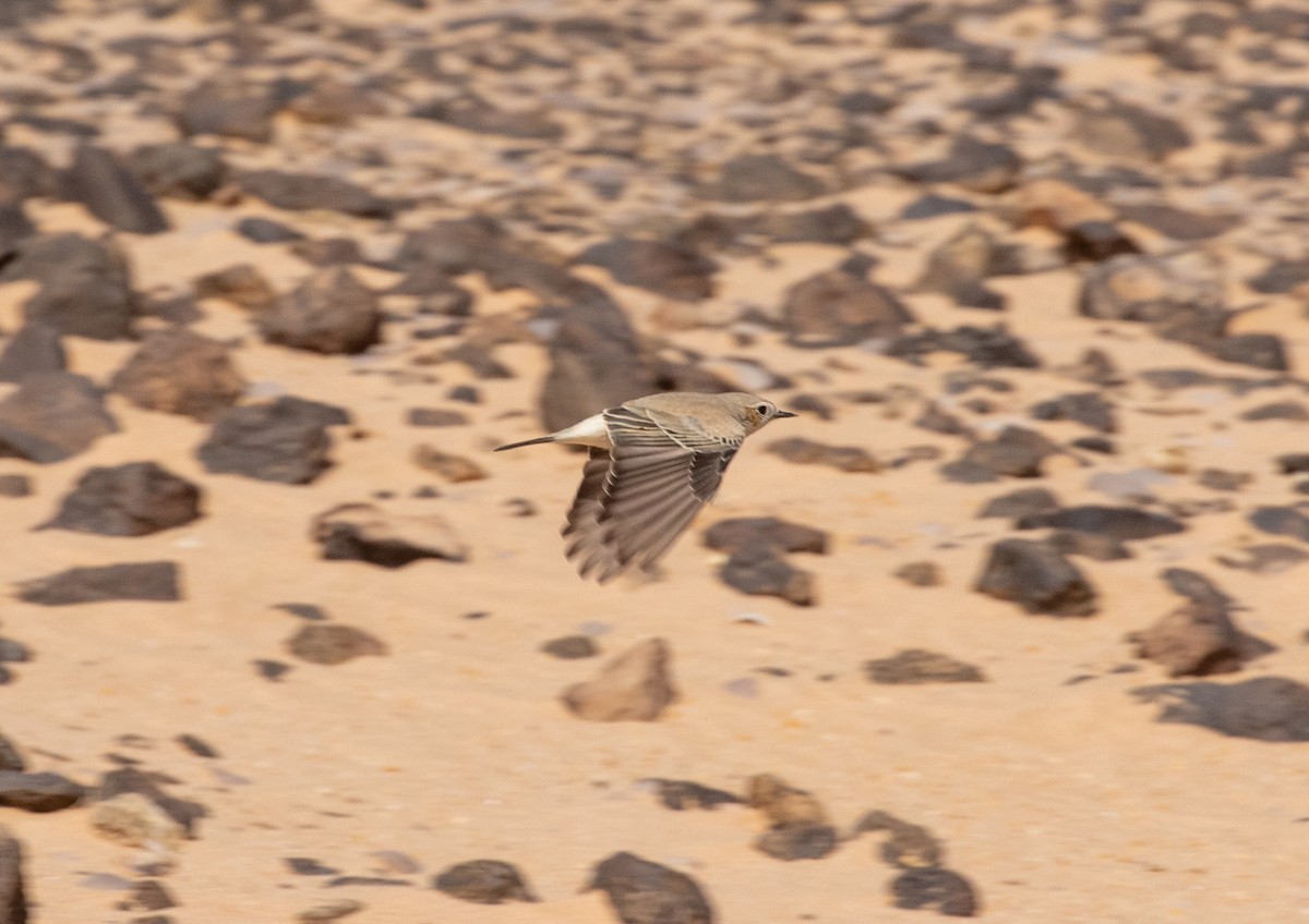 Keşiş Kuyrukkakanı - ML647429544