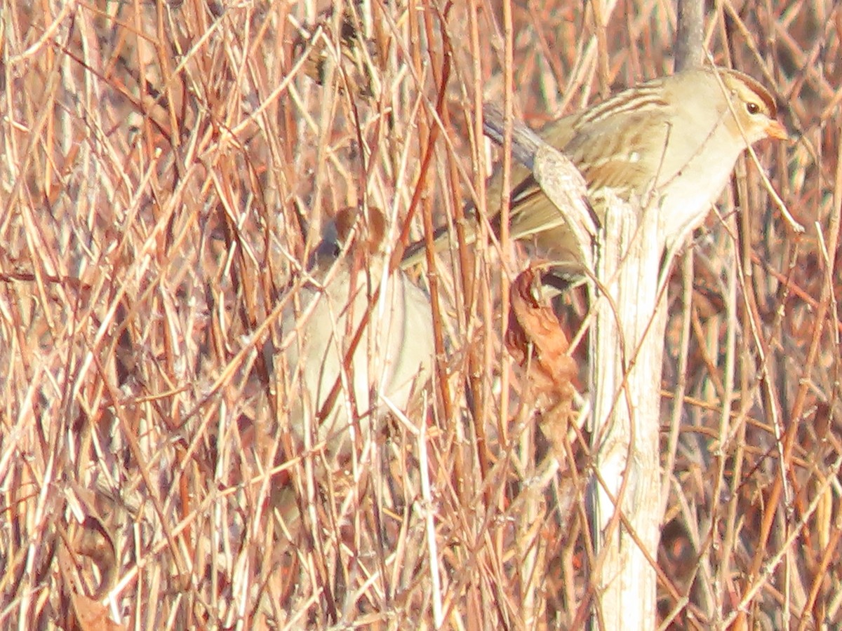 White-crowned Sparrow - ML647429546
