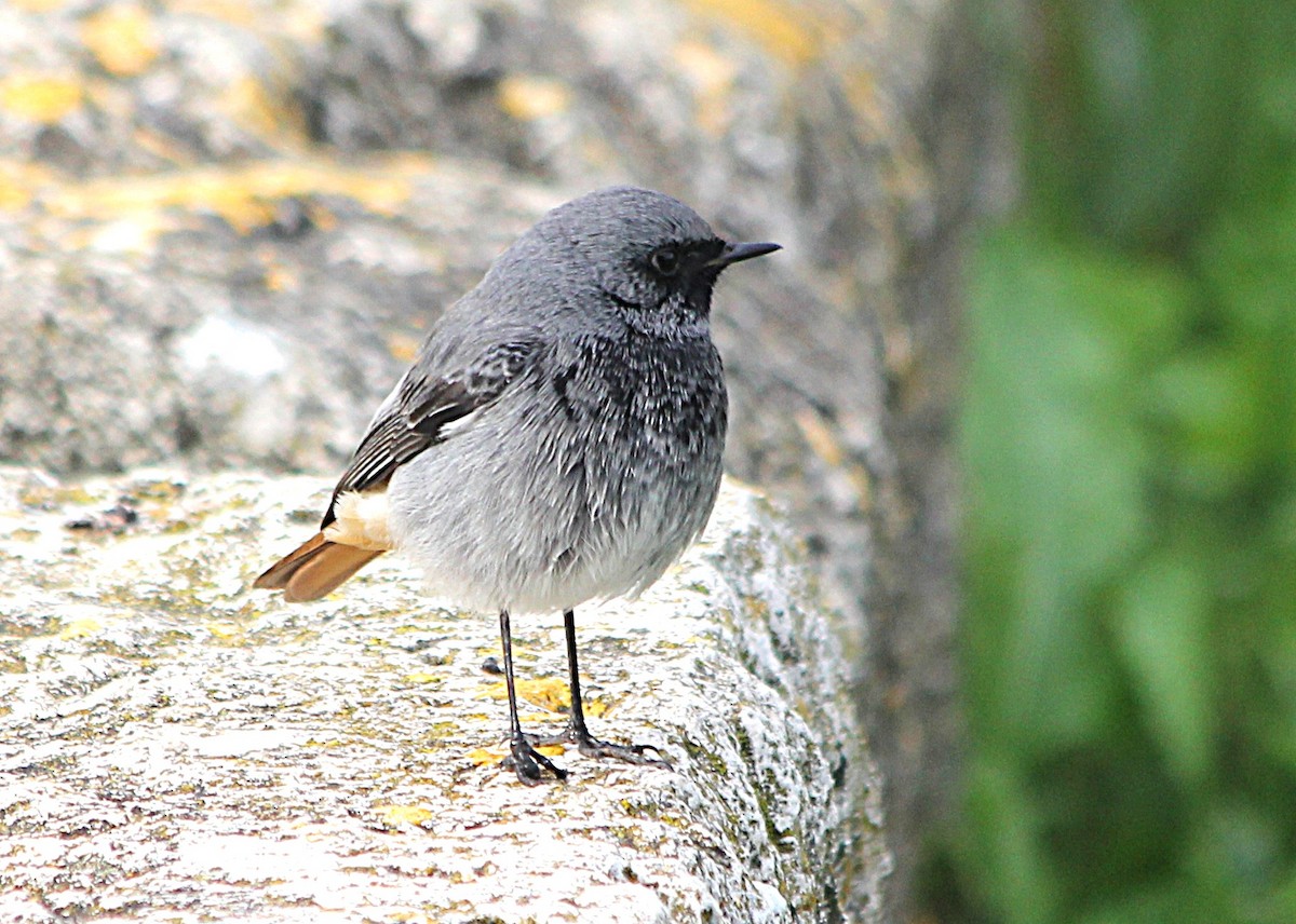 赭紅尾鴝 - ML647429554