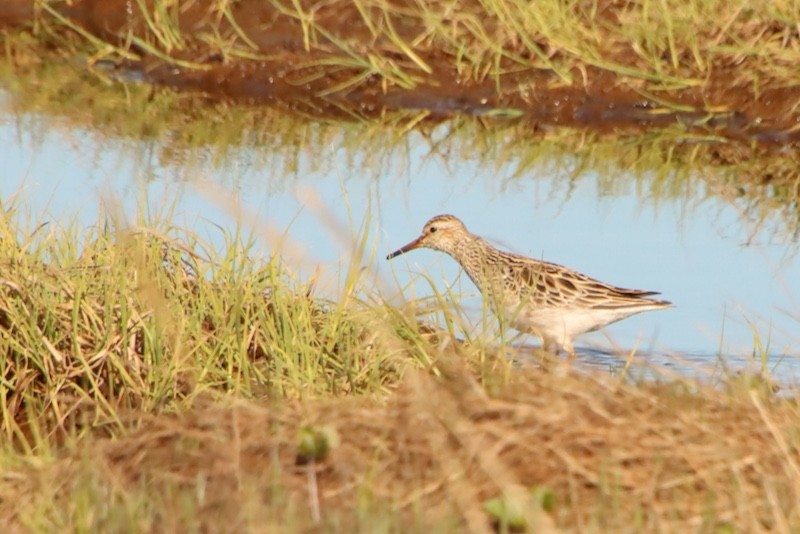 Дутыш - ML647429566