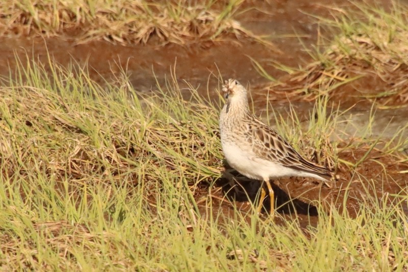 Дутыш - ML647429567