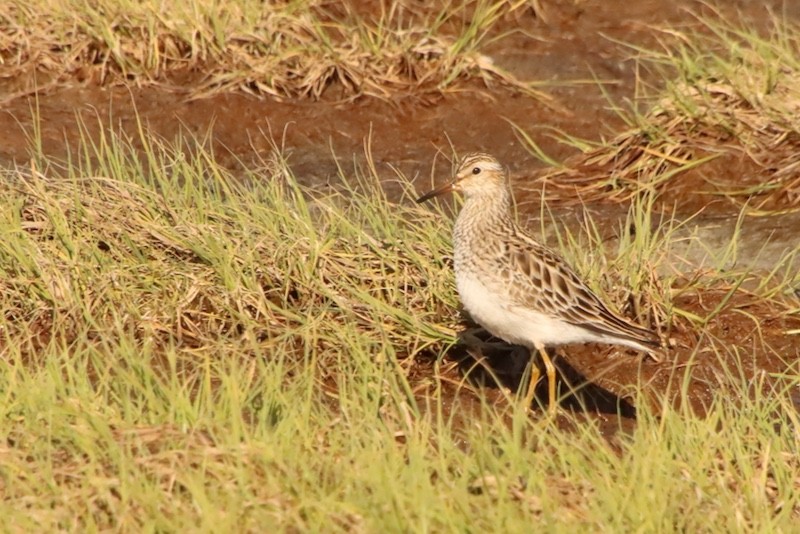 Дутыш - ML647429568