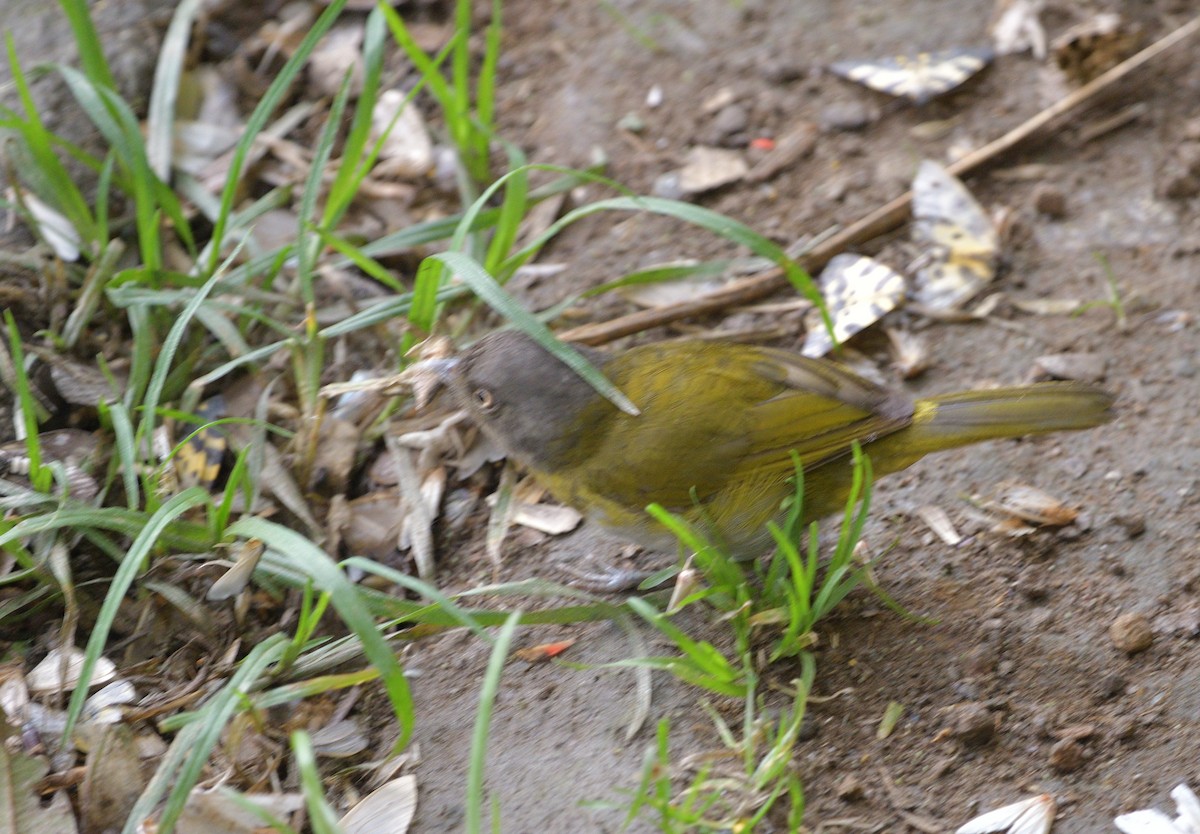 Klorospingus - ML647429570