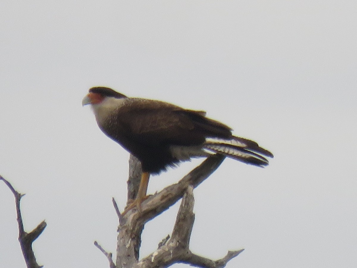 Crested Caracara - ML647429574