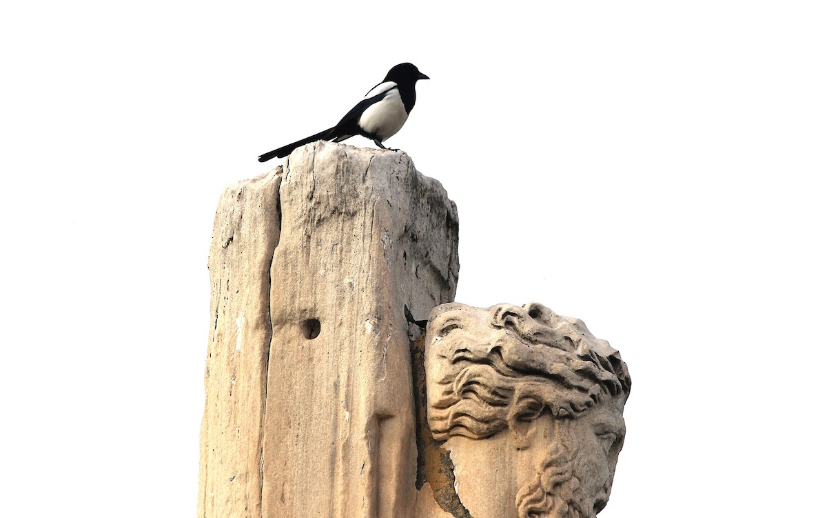 Eurasian Magpie - ML647429589