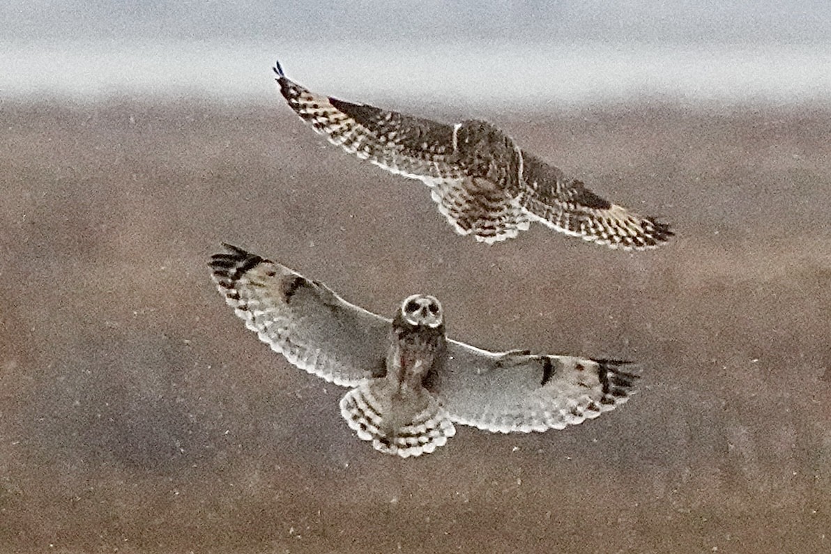 Short-eared Owl - ML647429593
