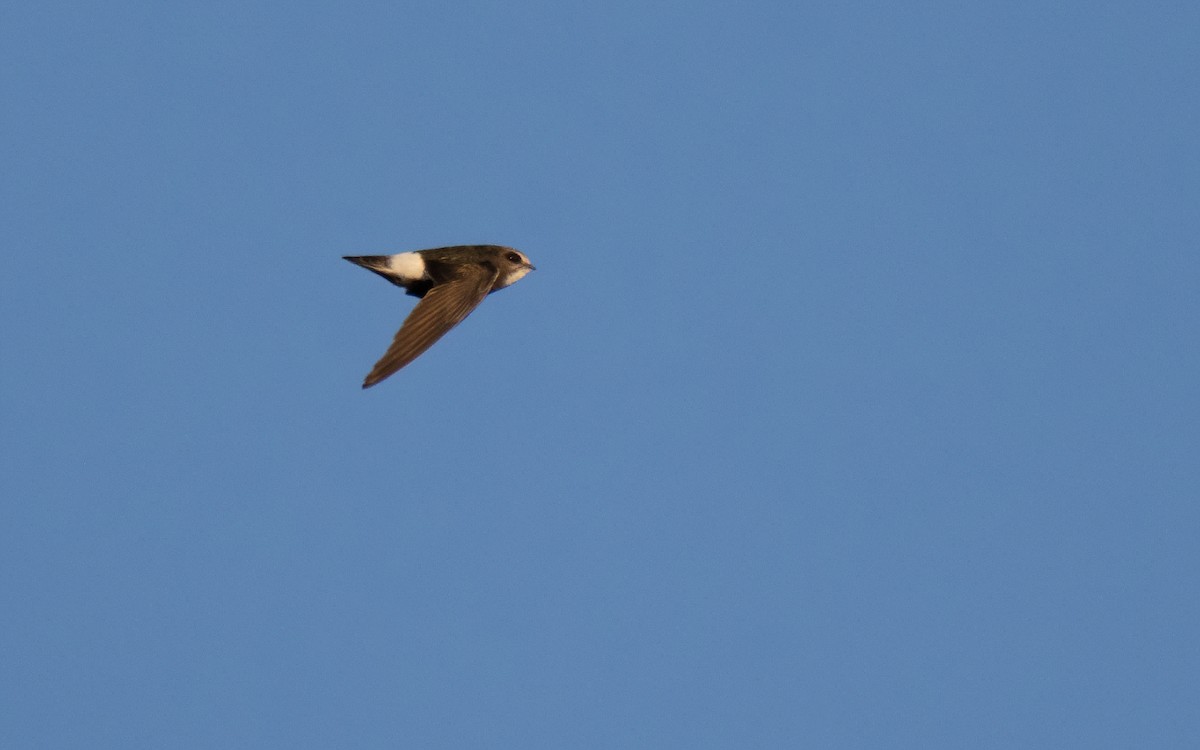 Little Swift - ML647429598