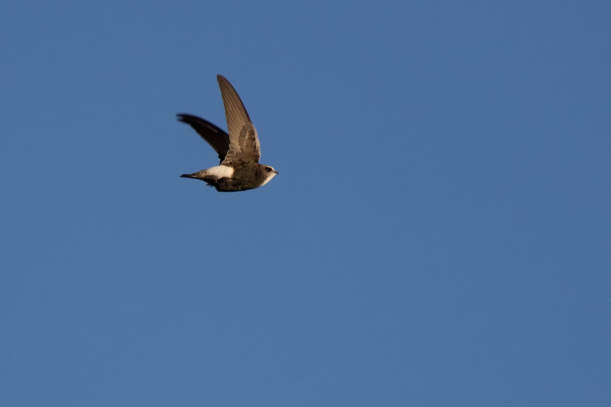 Little Swift - ML647429599