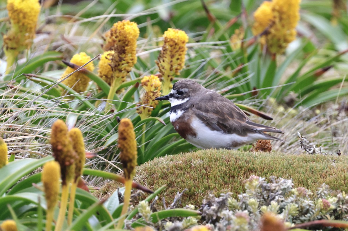 Двухполосый зуёк - ML647429603