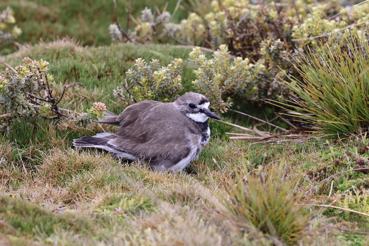 Двухполосый зуёк - ML647429604