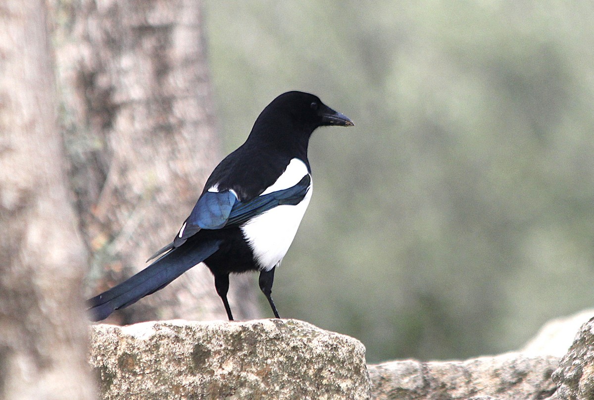 Eurasian Magpie - ML647429607