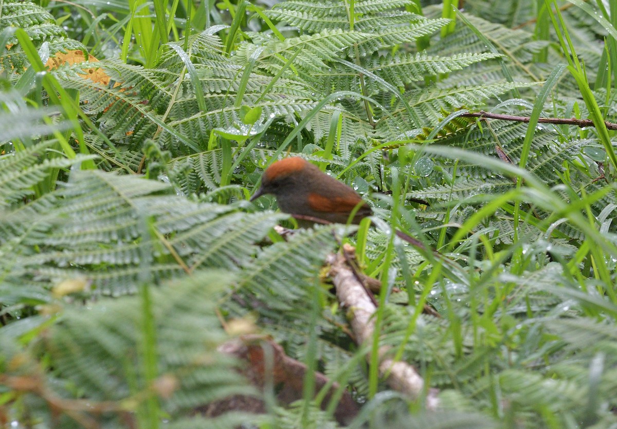 Azara Dikenkuyruğu - ML647429625