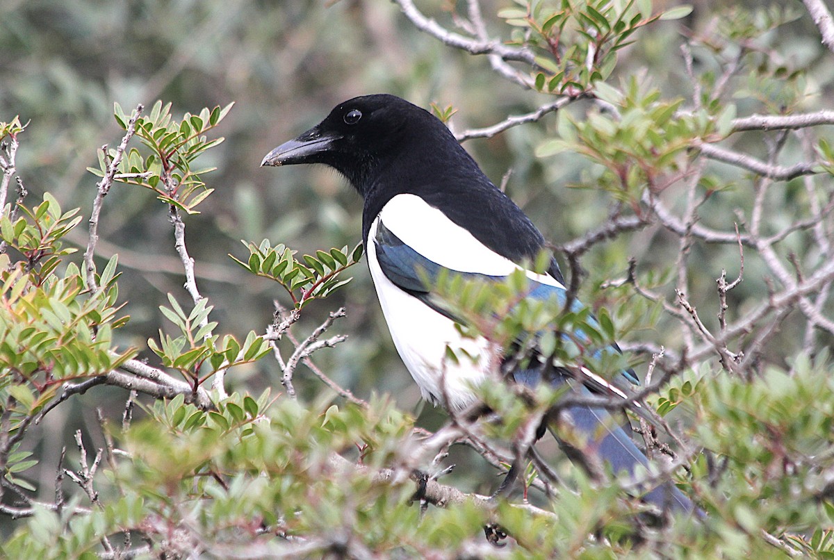 Eurasian Magpie - ML647429626