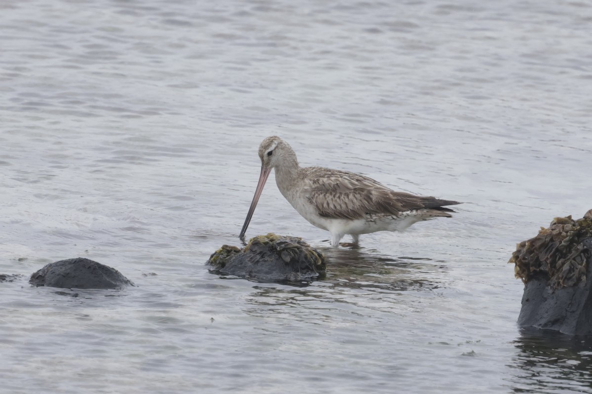 Малый веретенник - ML647429628